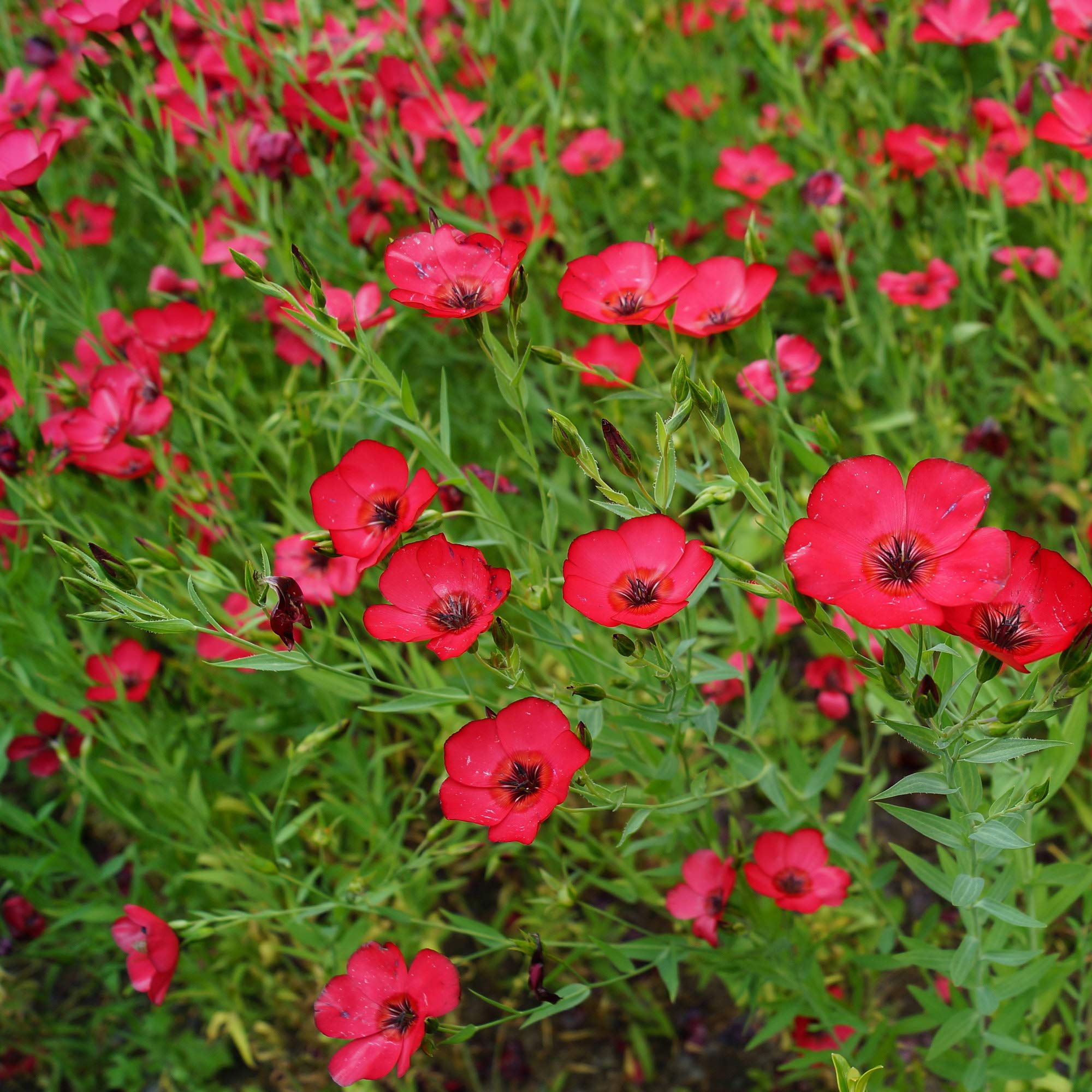Outsidepride Scarlet Flax Seeds - 1/4 lb Annual Flower Seeds for Planting, Self-Seeding, Drought-Tolerant w/Compact Growth, for Small Gardens, Meadows, Borders, or Mass Plantings