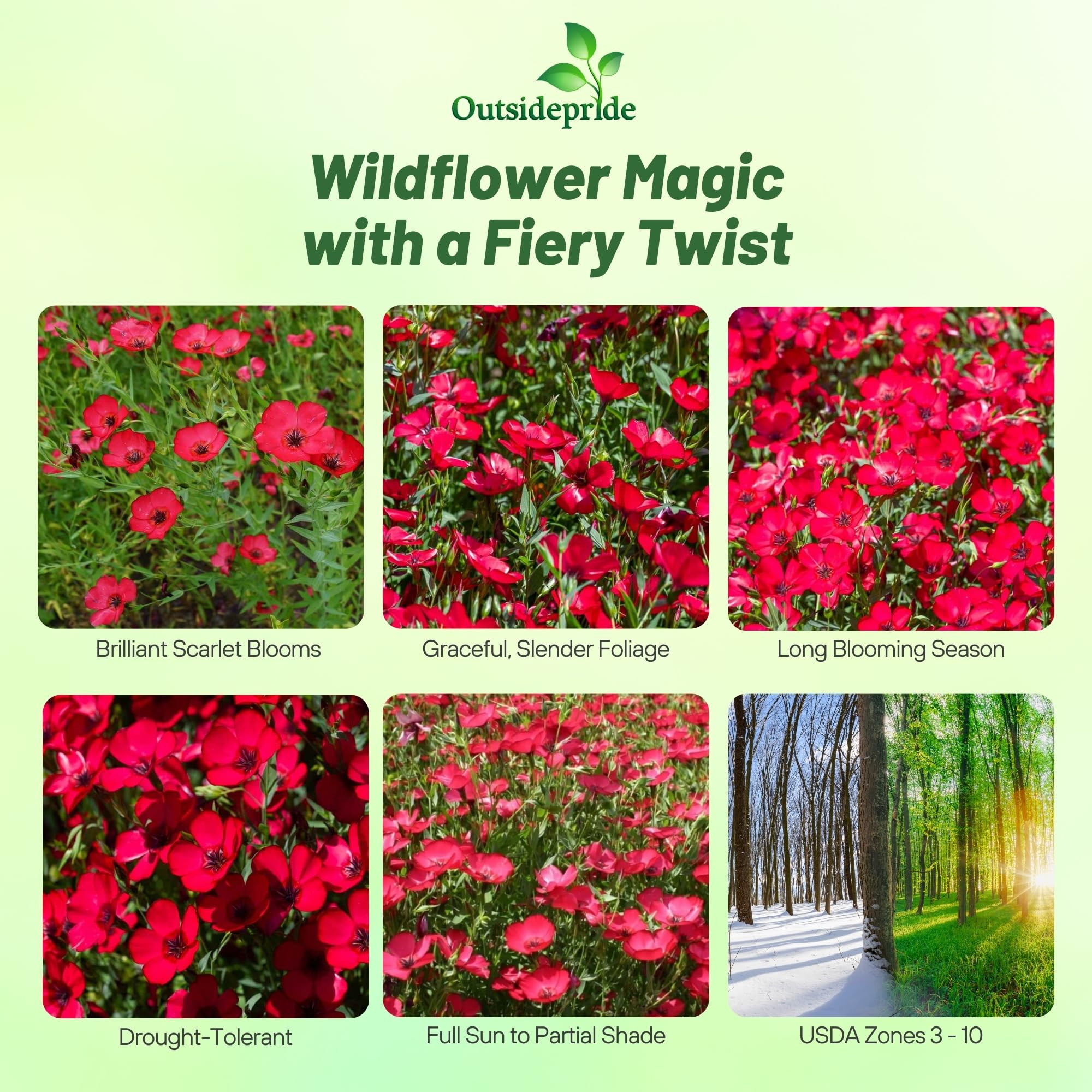 Outsidepride Scarlet Flax Seeds - 1/4 lb Annual Flower Seeds for Planting, Self-Seeding, Drought-Tolerant w/Compact Growth, for Small Gardens, Meadows, Borders, or Mass Plantings