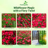 Outsidepride Scarlet Flax Seeds - 1/4 lb Annual Flower Seeds for Planting, Self-Seeding, Drought-Tolerant w/Compact Growth, for Small Gardens, Meadows, Borders, or Mass Plantings