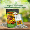 Outsidepride French Marigold Seeds Mix - 1/4 Lb. Annual, Compact, Heat & Drought Tolerant Flower Seeds for Planting w/Orange & Yellow Prolific Blooms, Ideal for Vibrant Pollinator Gardens