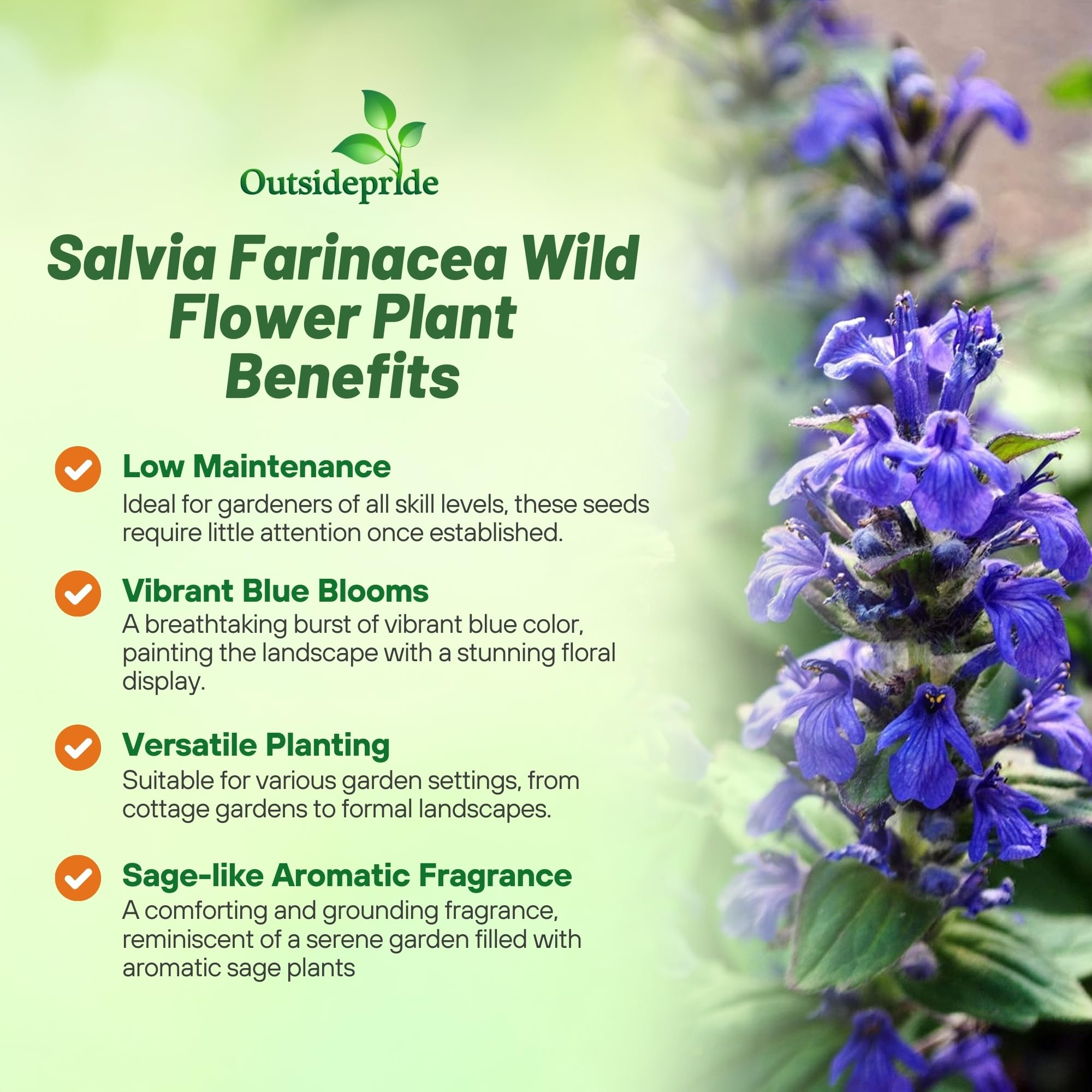 Outsidepride Blue Sage Seeds - 1/2 Lb. Perennial, Drought-Tolerant & Deer-Resistant Wildflower Seeds w/Fragrant Blooms for Pollinator Attractant for Butterfly & Hummingbird Gardens & Landscaping