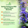 Outsidepride Blue Sage Seeds - 1/2 Lb. Perennial, Drought-Tolerant & Deer-Resistant Wildflower Seeds w/Fragrant Blooms for Pollinator Attractant for Butterfly & Hummingbird Gardens & Landscaping