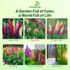 Outsidepride Mixed Russells Lupine Seeds - 1/4 Lb. Perennial, Self-Sowing, Cold Hardy & Frost Tolerant Wildflower Seeds for Fall Planting, Ideal for Attracting Pollinators & Hummingbirds