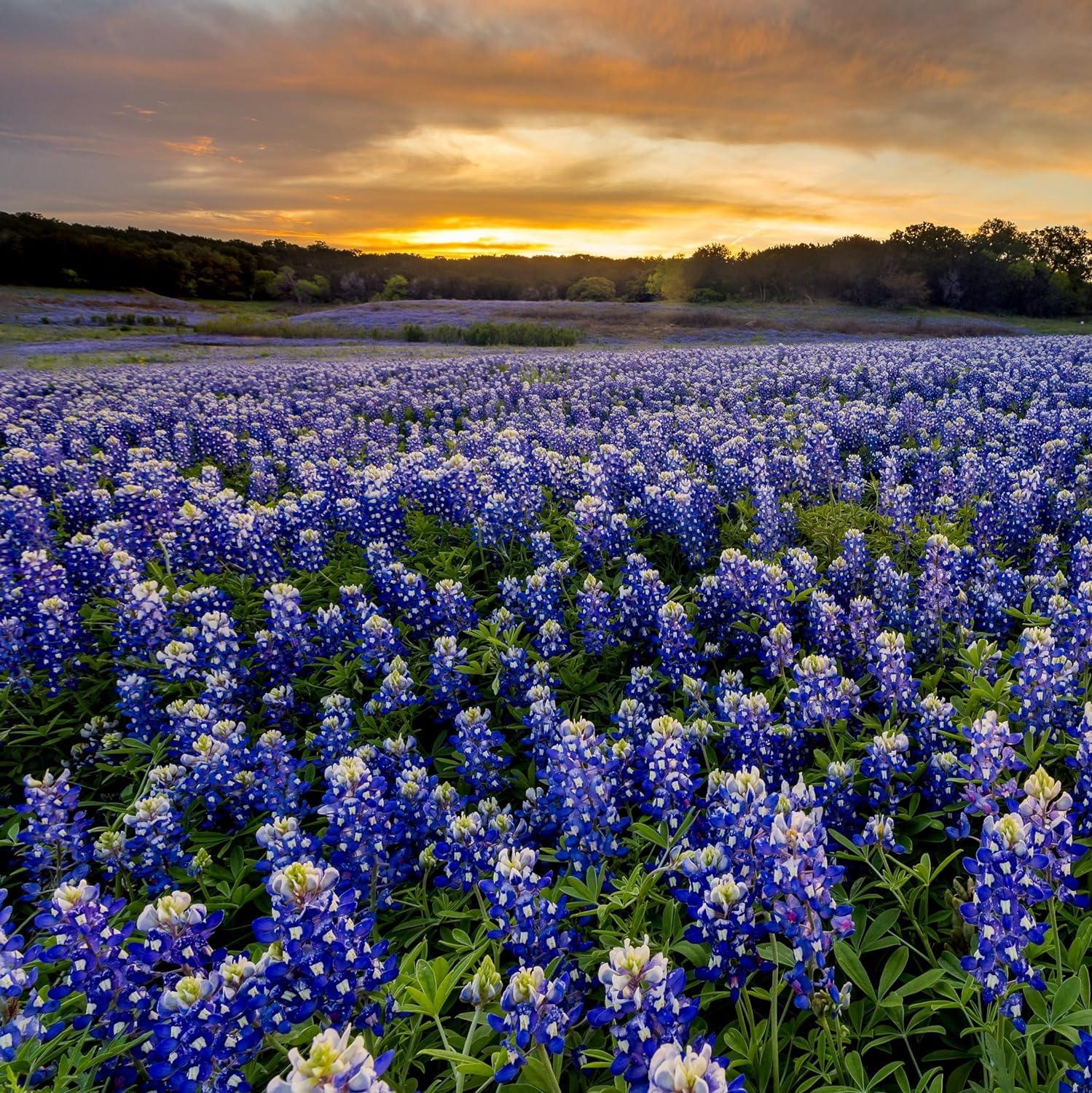 Outsidepride Texas Bluebonnet Seeds - 1 lb. Annual Lupinus Texensis, Heirloom Quality, Drought-Tolerant Wildflower Seeds w/Blue Blooms for Vibrant Spring Displays, Landscape, & Attracts Pollinators