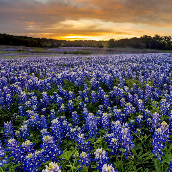 Outsidepride Texas Bluebonnet Seeds - 1 lb. Annual Lupinus Texensis, Heirloom Quality, Drought-Tolerant Wildflower Seeds w/Blue Blooms for Vibrant Spring Displays, Landscape, & Attracts Pollinators