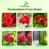 Outsidepride Scarlet Phlox Seeds - 1/2 lb. Annual, Compact & Self-Seeding Flower Seeds for Planting Vibrant Rose-Red Blooms in Pollinator Gardens, Borders, Containers & Floral Arrangements