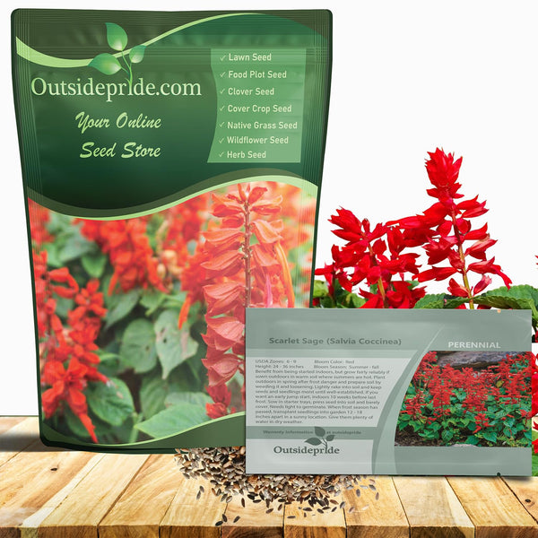Outsidepride Salvia Coccinea Scarlet Sage Seeds for Planting - 1/4 Lb. Perennial, Heat-Tolerant Wildflower Seeds w/Red Blooms, Attracts Hummingbirds & Butterflies for Pollinator-Friendly Gardens