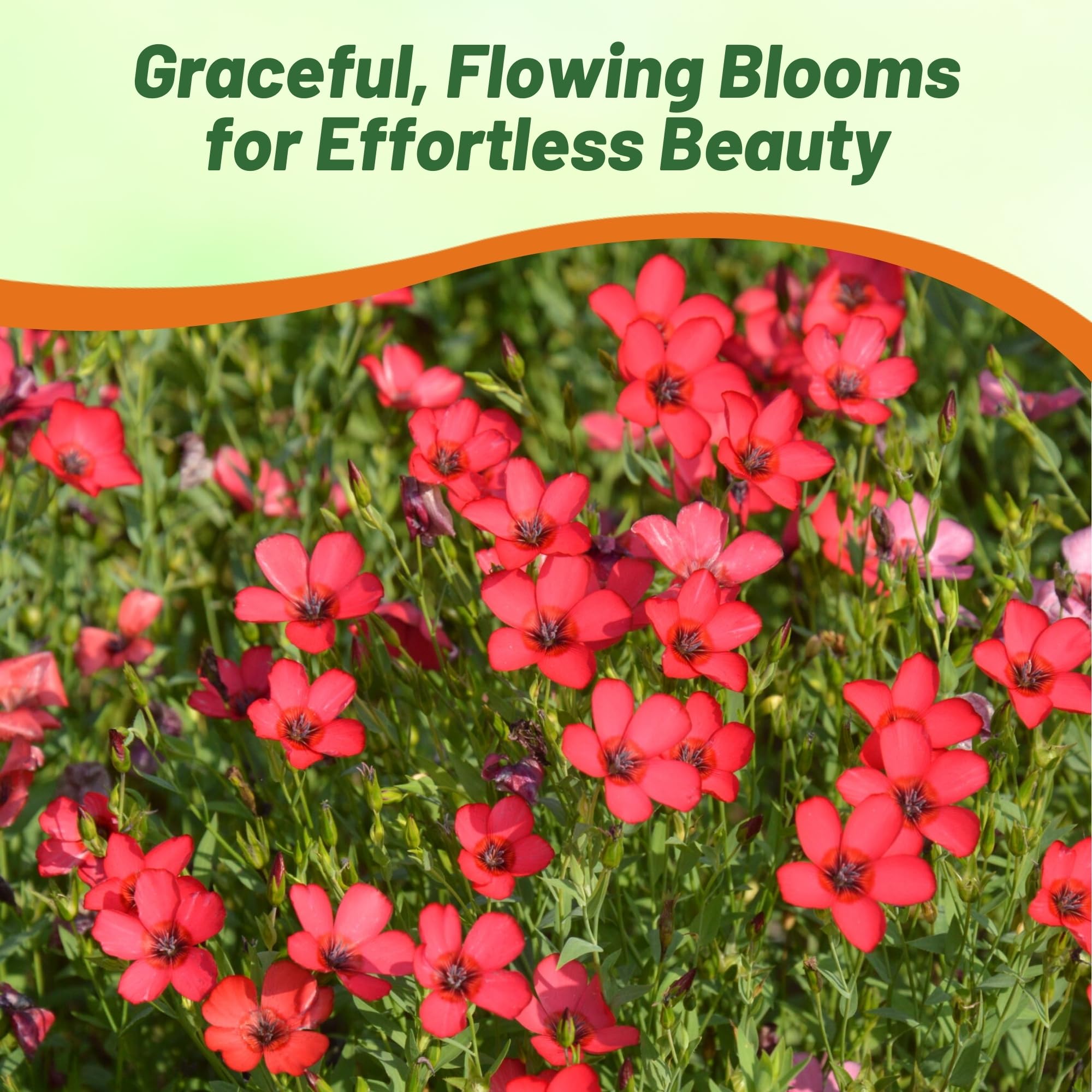 Outsidepride Scarlet Flax Seeds - 1/4 lb Annual Flower Seeds for Planting, Self-Seeding, Drought-Tolerant w/Compact Growth, for Small Gardens, Meadows, Borders, or Mass Plantings