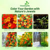 Outsidepride Jewel Mix Nasturtium Seeds - 1/4 lb. Annual, Easy to Grow & Versatile, Flower Seeds for Planting Vibrant Blooms, Ideal for Gardens, Borders, and Pollinator Gardens