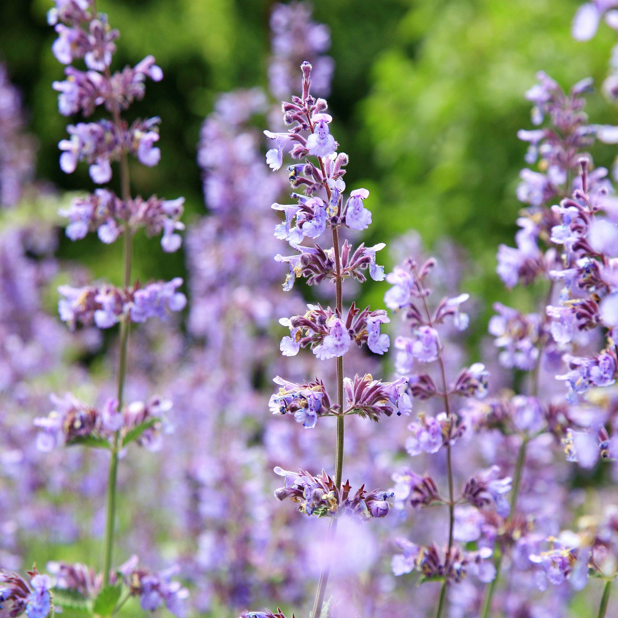 Outsidepride Nepeta Cataria Catnip Seeds for Planting – 1/4 lb. Perennial, Pollinator-Friendly, Drought-Tolerant, & Low Maintenance Herb Seeds with Fragrant Blue Blooms, Ideal Fresh Catnip for Cats