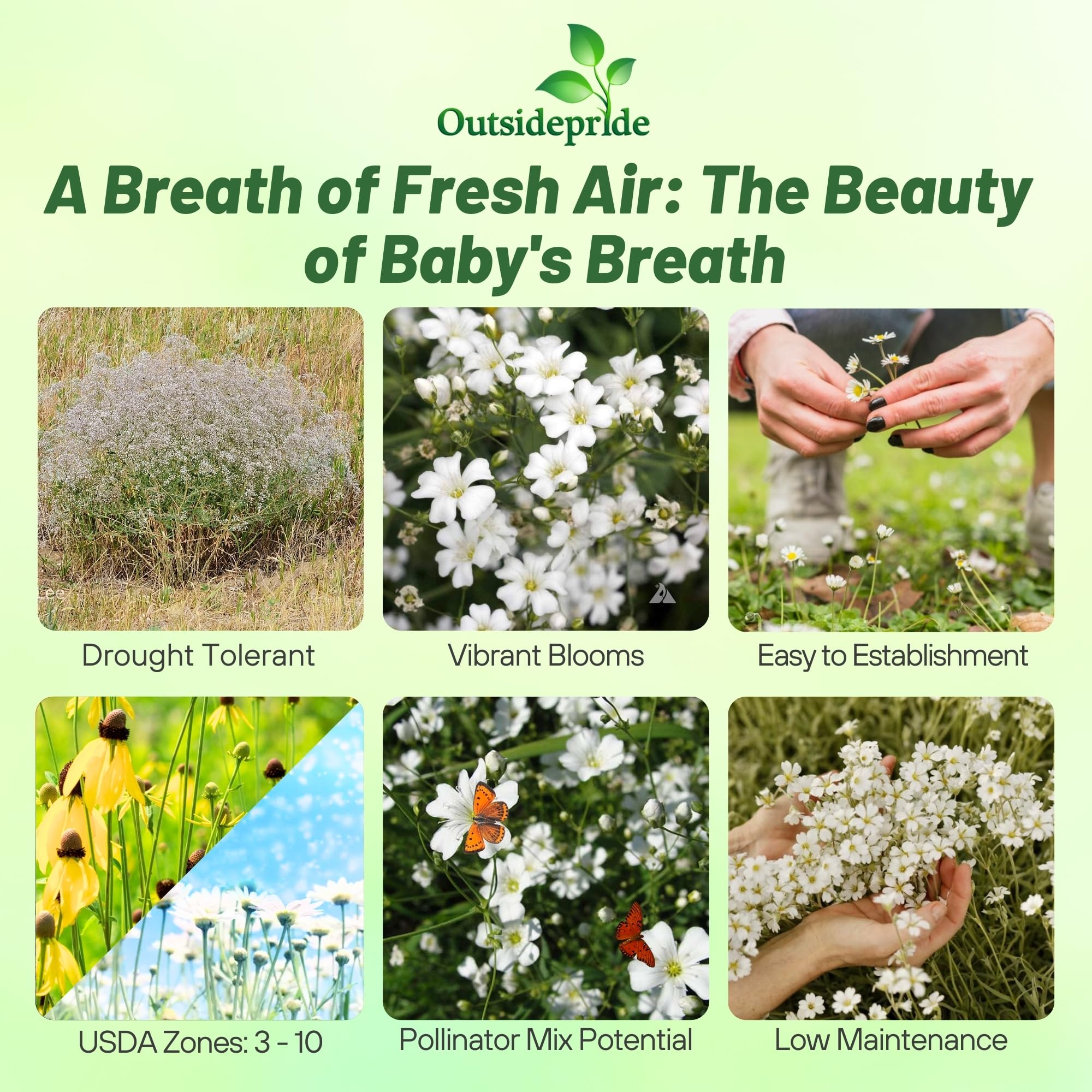 Outsidepride Gypsophila White Baby's Breath Seeds - 5000 Pcs. Annual Hardy, Easy to Grow & Drought Tolerant Wild Flower Seeds for Planting Vibrant Blooms in Pollinator Gardens & Floral Arrangements