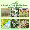 Outsidepride Gypsophila White Baby's Breath Seeds - 5000 Pcs. Annual Hardy, Easy to Grow & Drought Tolerant Wild Flower Seeds for Planting Vibrant Blooms in Pollinator Gardens & Floral Arrangements