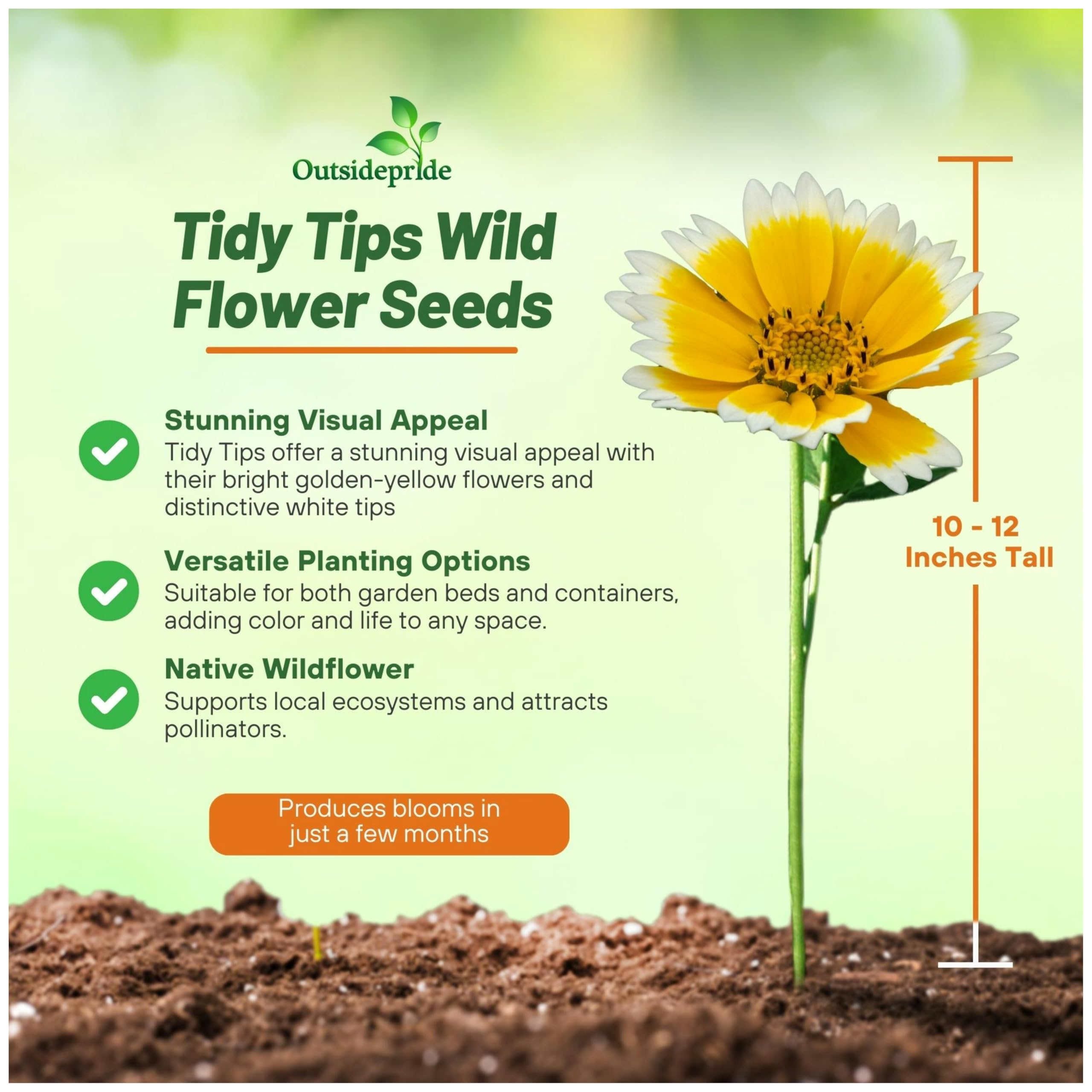Outsidepride Tidy Tips Seeds - 5000 Pcs Annual Dazzling Golden-Yellow & White Blooms, Drought Tolerant, Self-Seeding, Ideal for Rock Gardens, Flower Boxes, Borders, Xeriscape & Low-Water Landscapes