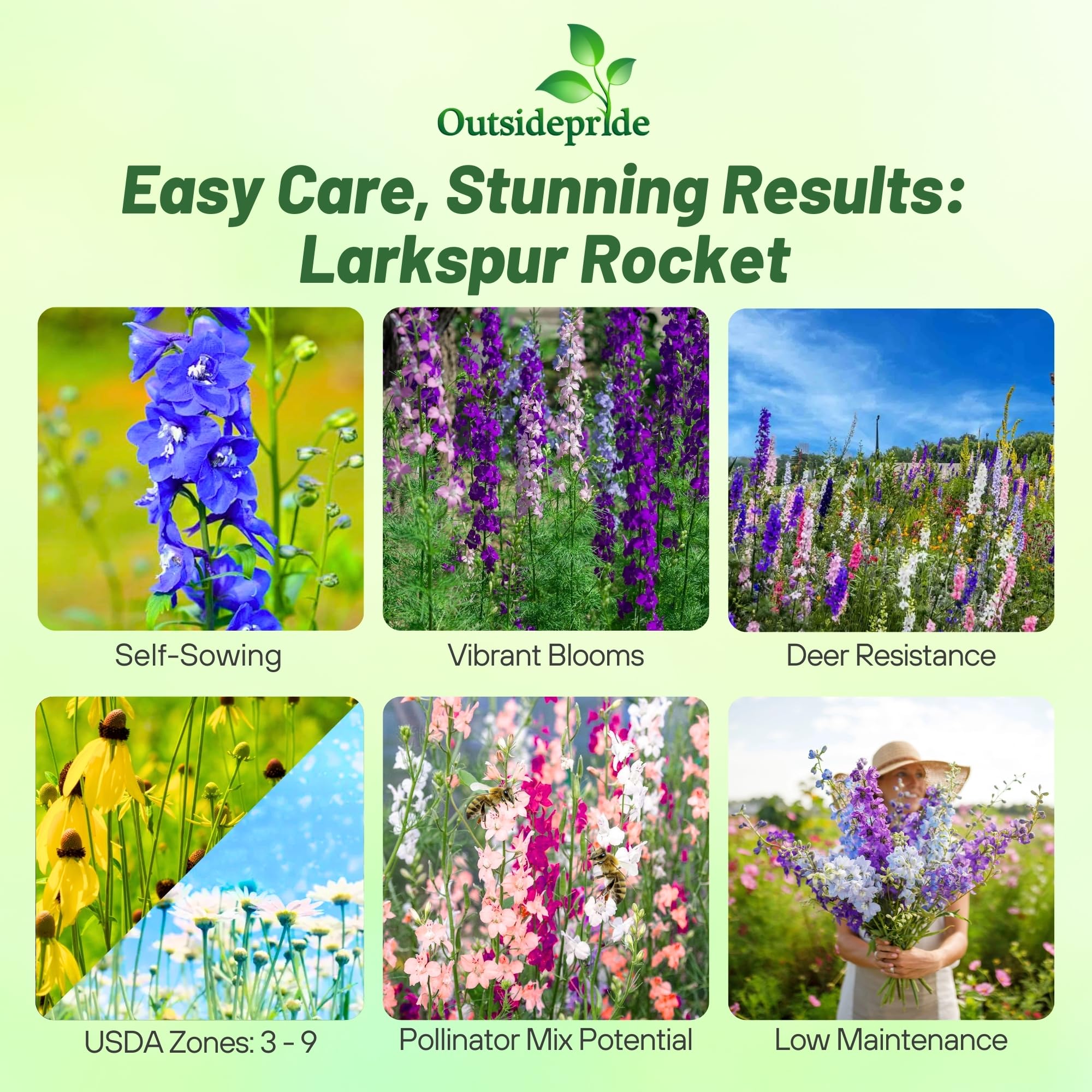 Outsidepride Mixed Rocket Larkspur Seeds for Planting Outdoors - 1 Lb. Annual, Self-Seeding, Heat & Drought Tolerant Wildflower Seeds for Cut Flower Arrangements & Pollinator Gardens