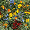 Outsidepride Gulf Coast Wildflower Seed Mix - 1/4 lb Perennial & Annual Wild Flowers for Full Sun & Partial Shade - Ideal for Pollinator Gardens & Vibrant Landscapes for Southern Florida & Texas