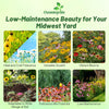 Outsidepride Midwest Wildflower Seed Mix - 5 Lbs Premium Blend of Annual & Perennial Native Wildflower Seeds for Midwestern States, Attracts Pollinators, Low-Maintenance, Ideal for Meadows & Gardens