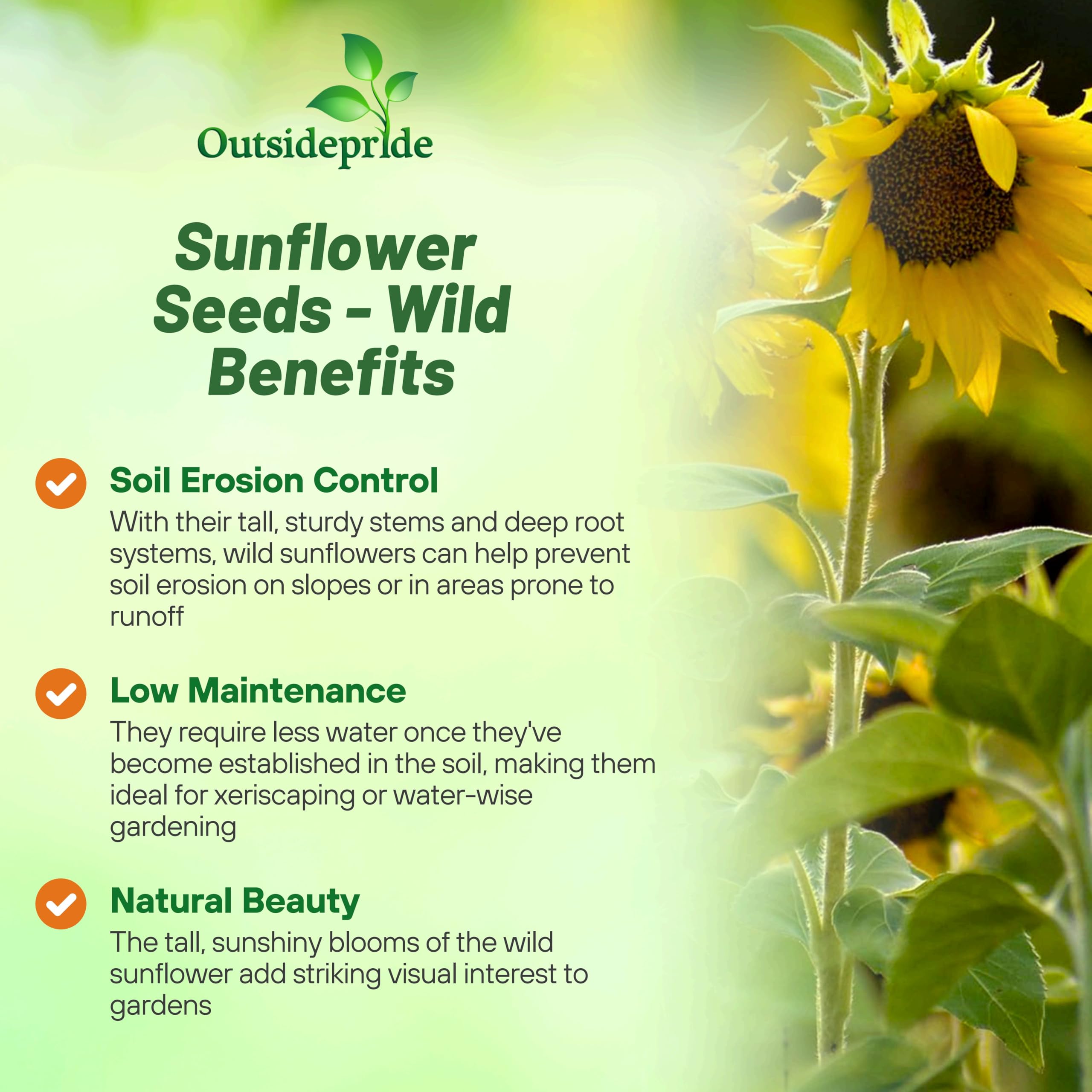 Outsidepride Wild Sunflower Seeds for Planting - 1000 Pcs Annual, Easy to Grow Flower Seeds w/Vibrant, Abundant Blooms for Cut Flower Arrangements & Pollinator & Vegetable Gardens