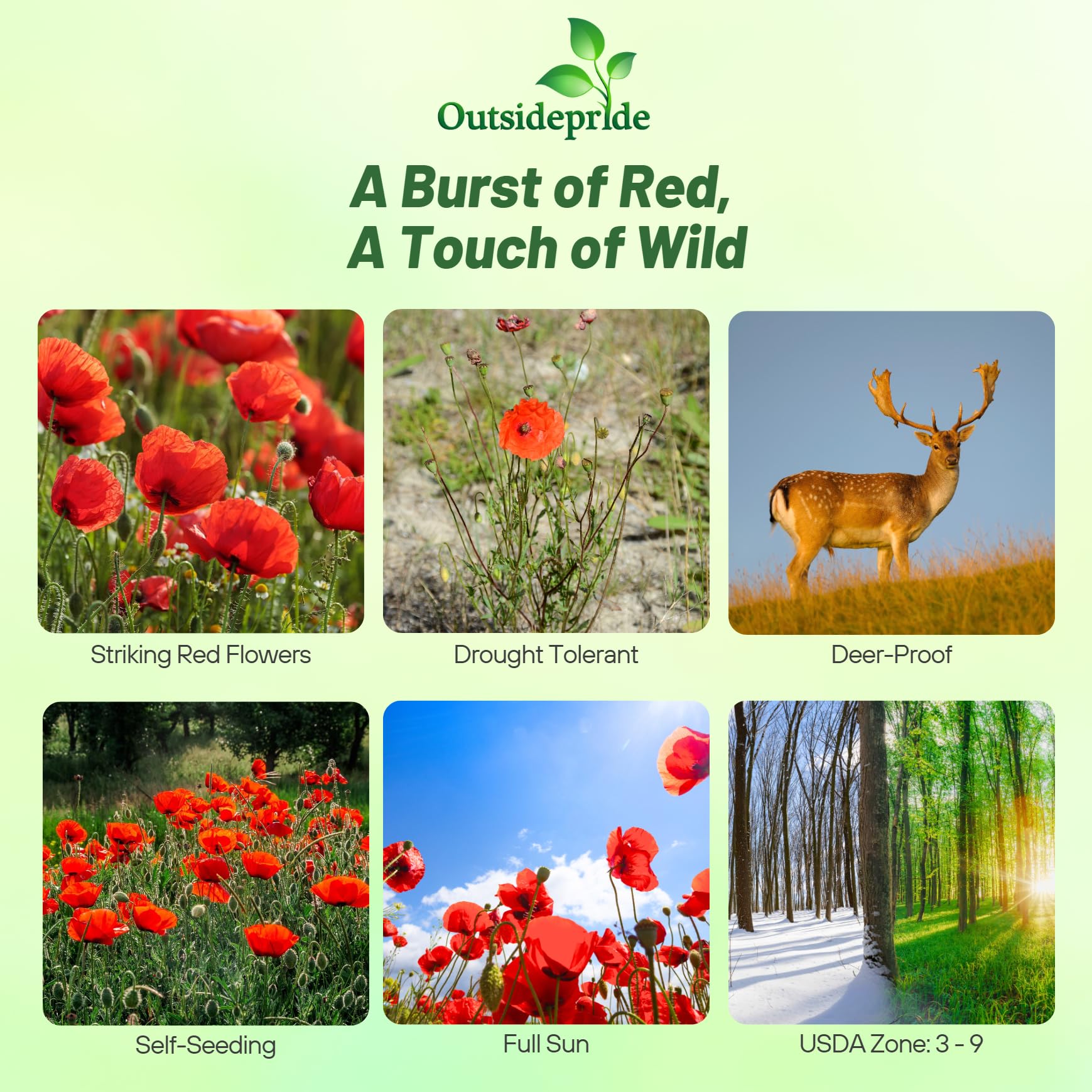 Outsidepride Red Poppy Seeds for Planting - 1/4 lb. Annual, Drought-Tolerant & Easy to Grow Wildflower Seeds with Vibrant Red Blooms for Landscaping, & Pollinator Garden
