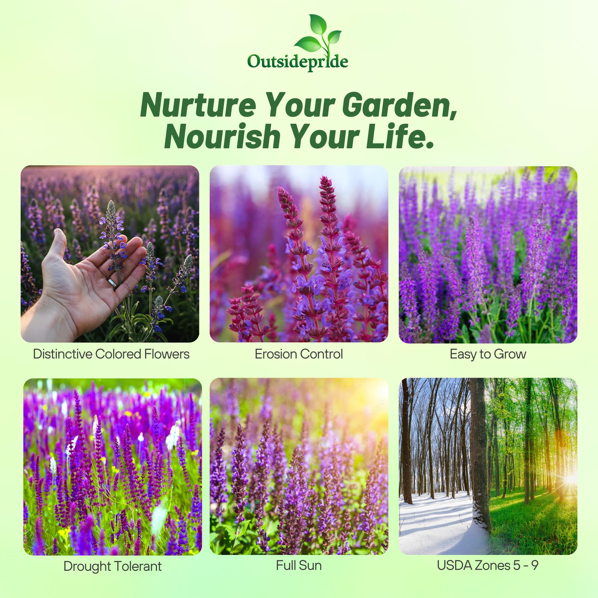 Outsidepride Sage Seeds - 1 lb. Perennial, Easy to Grow, Drought-Tolerant & Versatile Herb Seeds for Planting Aromatic & Vibrant Prickly Mauve Blooms, Great for Xeriscaping & Pollinator Gardens