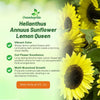 Outsidepride Lemon Queen Sunflower Seeds for Planting - 1/4 Lb. Annual, Easy to Grow Flower Seeds w/Vibrant, Abundant Blooms for Cut Flower Arrangements & Pollinator & Vegetable Gardens