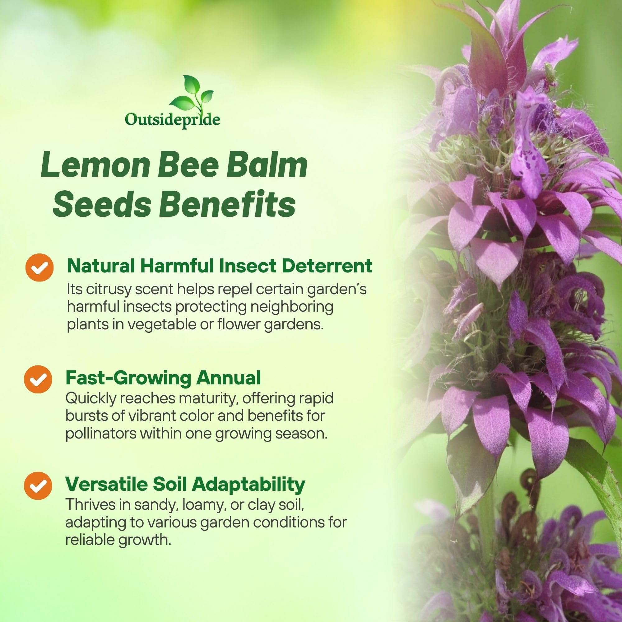 Outsidepride Lemon Bee Balm Seeds - 5000 Pcs Annual, Easy to Grow & Pollinator Friendly Monarda Citriodora Flower Seeds for Planting Fragrant Lavender Pink Blooms, Ideal for Teas & Potpourri