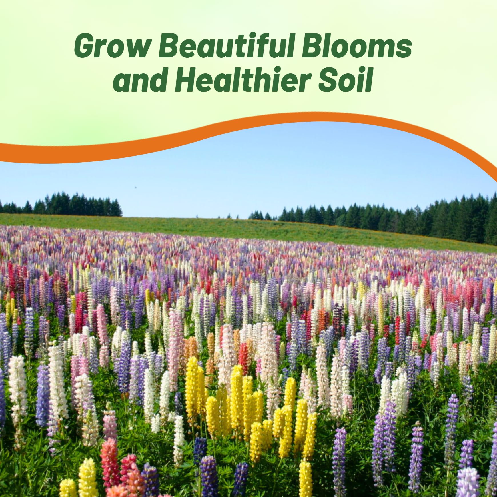 Outsidepride Mixed Russells Lupine Seeds - 1/4 Lb. Perennial, Self-Sowing, Cold Hardy & Frost Tolerant Wildflower Seeds for Fall Planting, Ideal for Attracting Pollinators & Hummingbirds