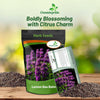 Outsidepride Lemon Bee Balm Seeds - 5000 Pcs Annual, Easy to Grow & Pollinator Friendly Monarda Citriodora Flower Seeds for Planting Fragrant Lavender Pink Blooms, Ideal for Teas & Potpourri