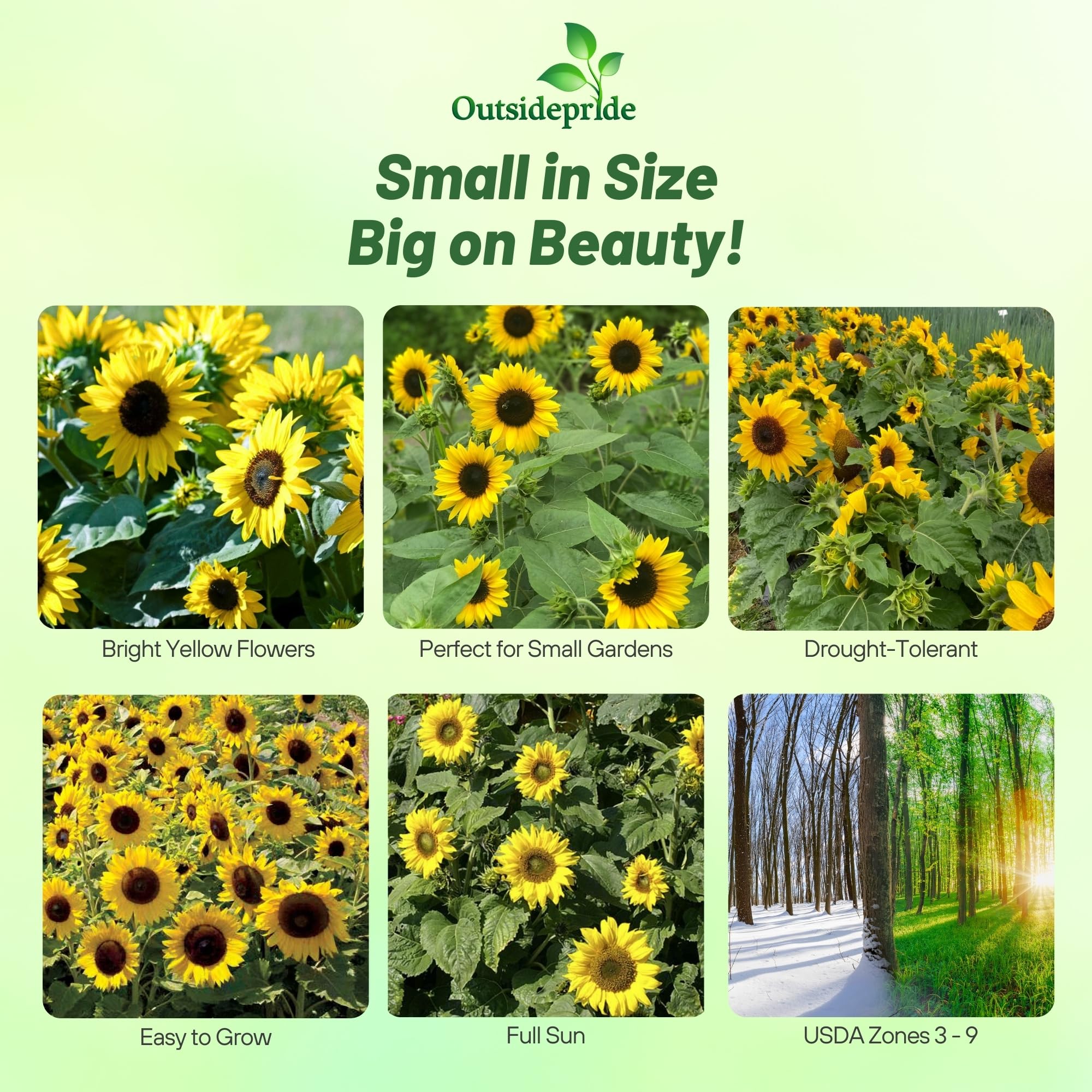 Outsidepride Dwarf Sunspot Sunflower Seeds for Planting - 1 Lb. Annual, Easy to Grow Flower Seeds w/Vibrant, Abundant Blooms for Cut Flower Arrangements & Pollinator & Vegetable Gardens