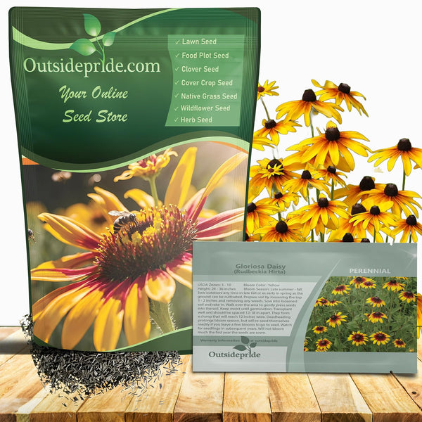 Outsidepride Gloriosa Daisy Rudbeckia Seeds - 1 lb. Perennial, Easy to Grow & Self-Seeding Flower Seeds for Planting Bicolored Double Blooms, for Low Maintenance Pollinator Gardens & Erosion Control