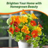 Outsidepride Jewel Mix Nasturtium Seeds - 1/4 lb. Annual, Easy to Grow & Versatile, Flower Seeds for Planting Vibrant Blooms, Ideal for Gardens, Borders, and Pollinator Gardens