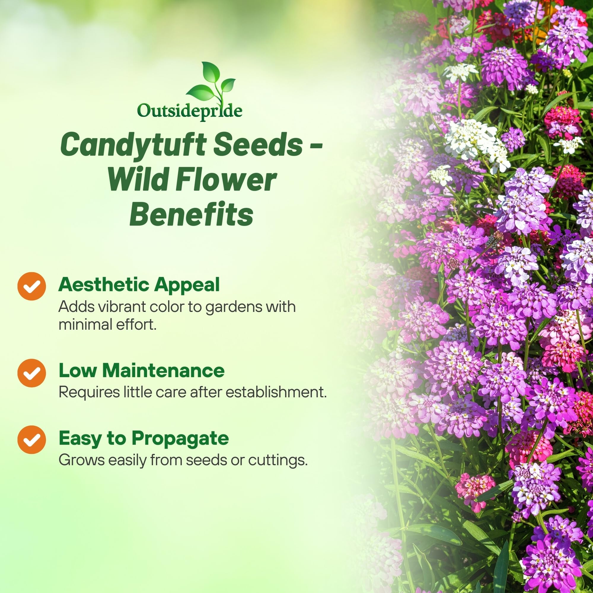 Outsidepride Wild Flower Candytuft Seeds - 1/4 lb. Annual Flower Seeds for Planting with Attractive Flowers, Easy to Grow & Drought Tolerant for Garden Ground Cover, Borders, & Edging