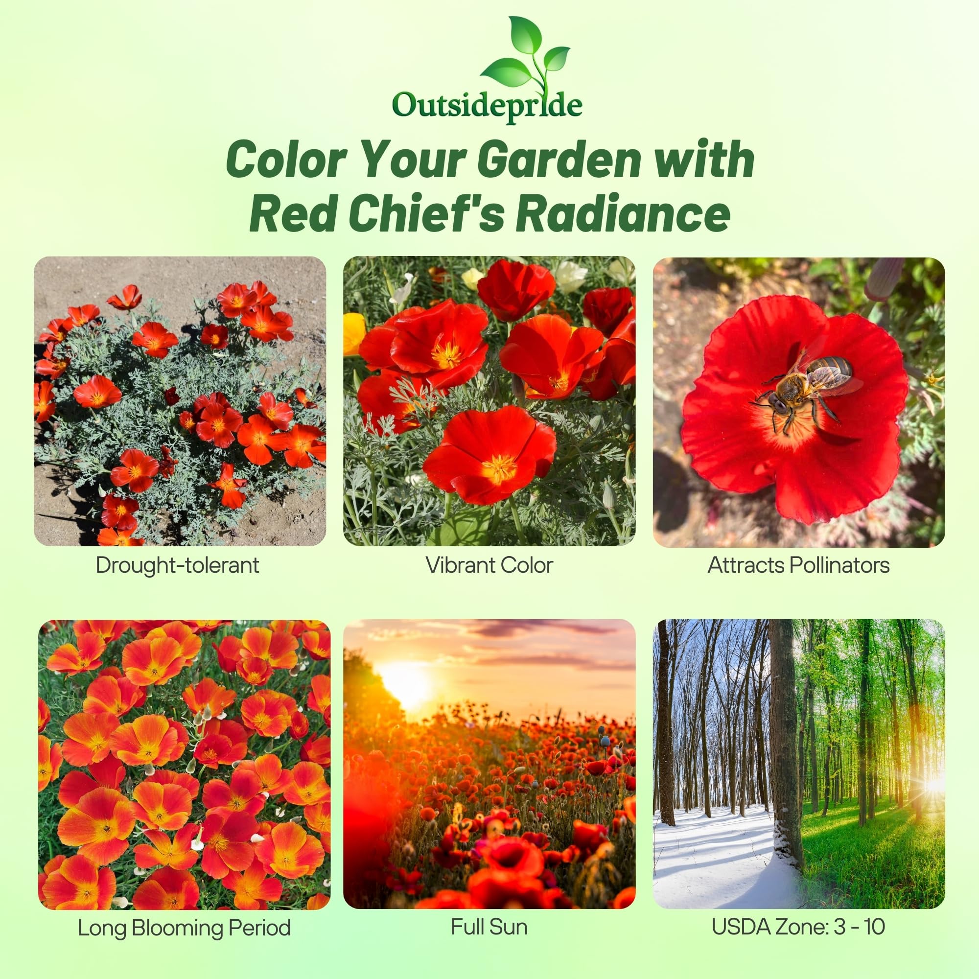 Outsidepride Red Chief California Poppy Seeds for Planting - 1/4 Lbs. Annual, Drought-Tolerant & Easy to Grow Wildflower Seeds with Vibrant Blooms for Landscaping, & Pollinator Garden