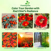 Outsidepride Red Chief California Poppy Seeds for Planting - 1/4 Lbs. Annual, Drought-Tolerant & Easy to Grow Wildflower Seeds with Vibrant Blooms for Landscaping, & Pollinator Garden