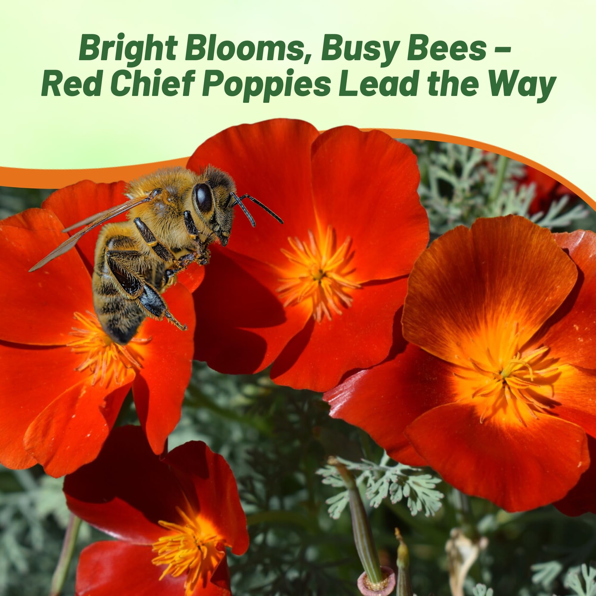 Outsidepride Red Chief California Poppy Seeds for Planting - 1/4 Lbs. Annual, Drought-Tolerant & Easy to Grow Wildflower Seeds with Vibrant Blooms for Landscaping, & Pollinator Garden