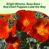 Outsidepride Red Chief California Poppy Seeds for Planting - 1/4 Lbs. Annual, Drought-Tolerant & Easy to Grow Wildflower Seeds with Vibrant Blooms for Landscaping, & Pollinator Garden