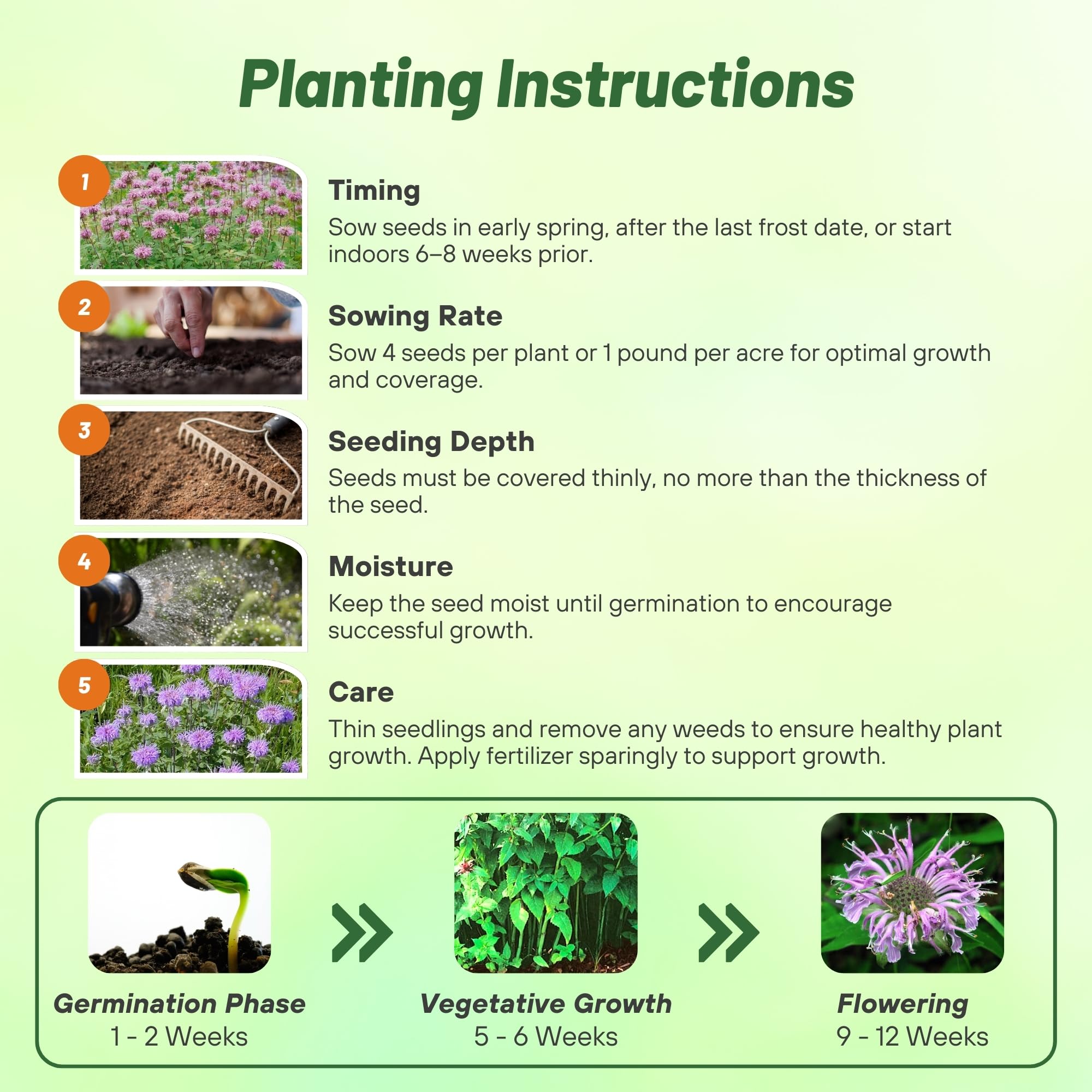 Outsidepride Wild Bergamot Seeds - 1000 Pcs Perennial, Easy to Grow & Pollinator Friendly Monarda Fistulosa Flower Seeds for Planting Aromatic Leaves & Edible Blooms, Ideal for Teas & Potpourri