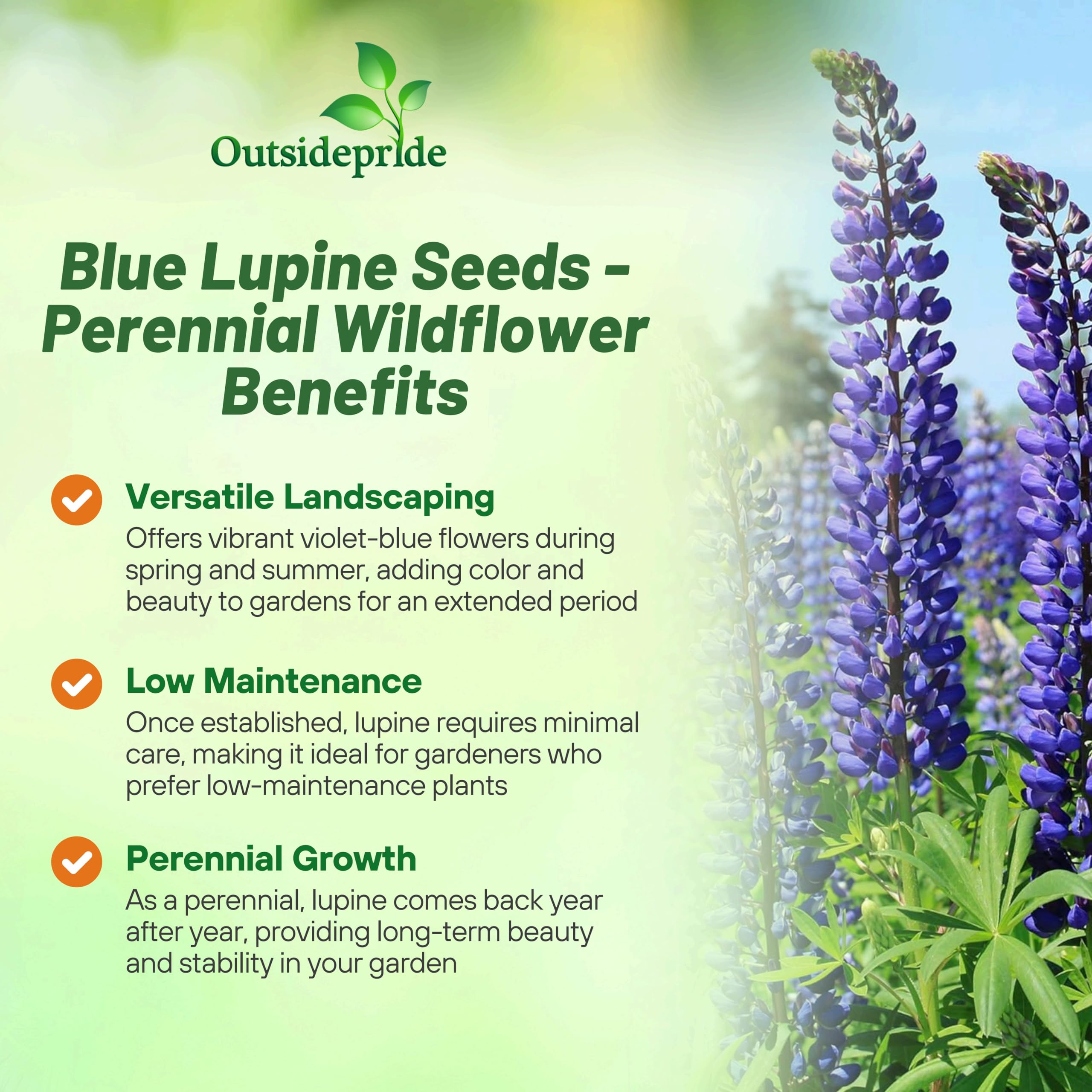Outsidepride Wild Blue Perennial Lupine Seeds - 1 Lb. Self-Sowing, Cold Hardy & Frost Tolerant Wildflower Seeds for Fall Planting, Ideal for Attracting Pollinators & Hummingbirds