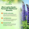 Outsidepride Wild Blue Perennial Lupine Seeds - 1 Lb. Self-Sowing, Cold Hardy & Frost Tolerant Wildflower Seeds for Fall Planting, Ideal for Attracting Pollinators & Hummingbirds