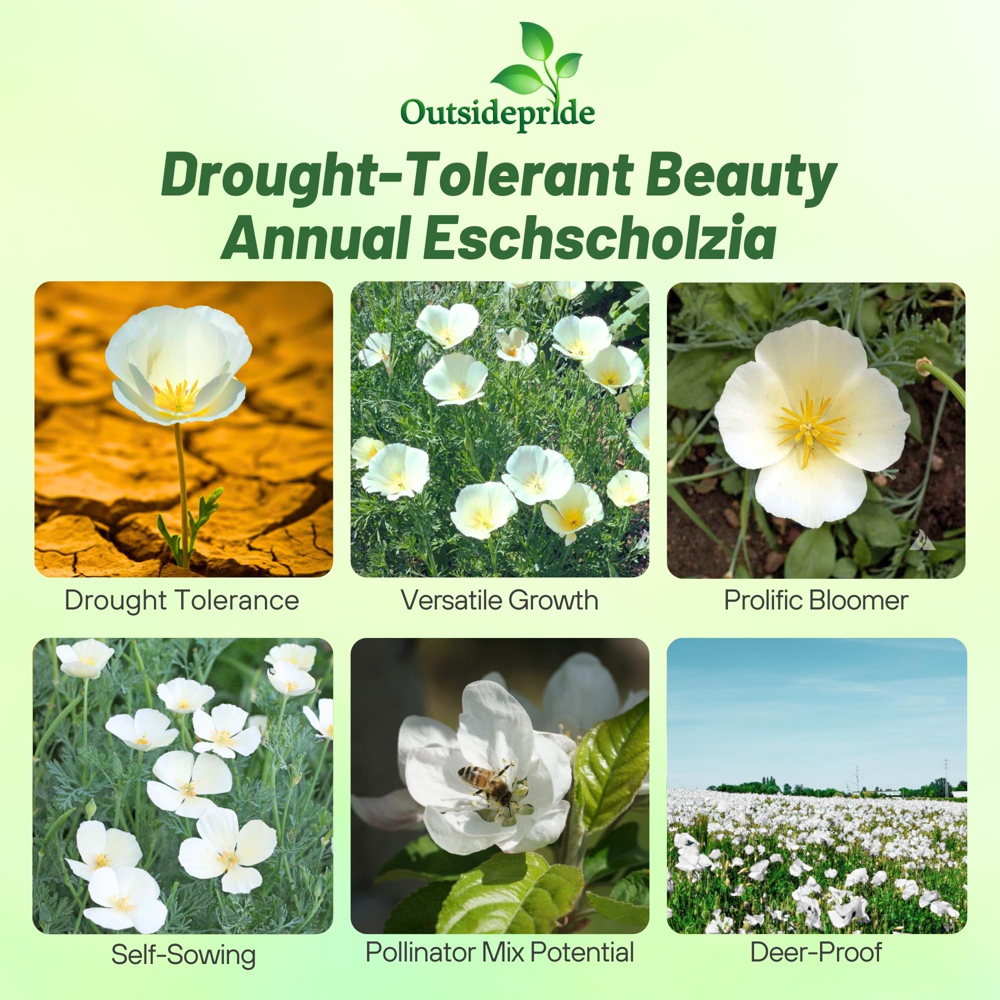 Outsidepride White Linen California Poppy Seeds - 1 Lb. Annual, Low Maintenance & Drought Tolerant Wildflower Seeds for Planting Vibrant Spring Blooms for Pollinator Gardens & Wildlife Habitats