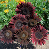 Outsidepride Chocolate Cherry Sunflower Seeds for Planting - 1/4 Lb. Annual, Easy to Grow Flower Seeds w/Vibrant, Abundant Blooms for Cut Flower Arrangements & Pollinator & Vegetable Gardens