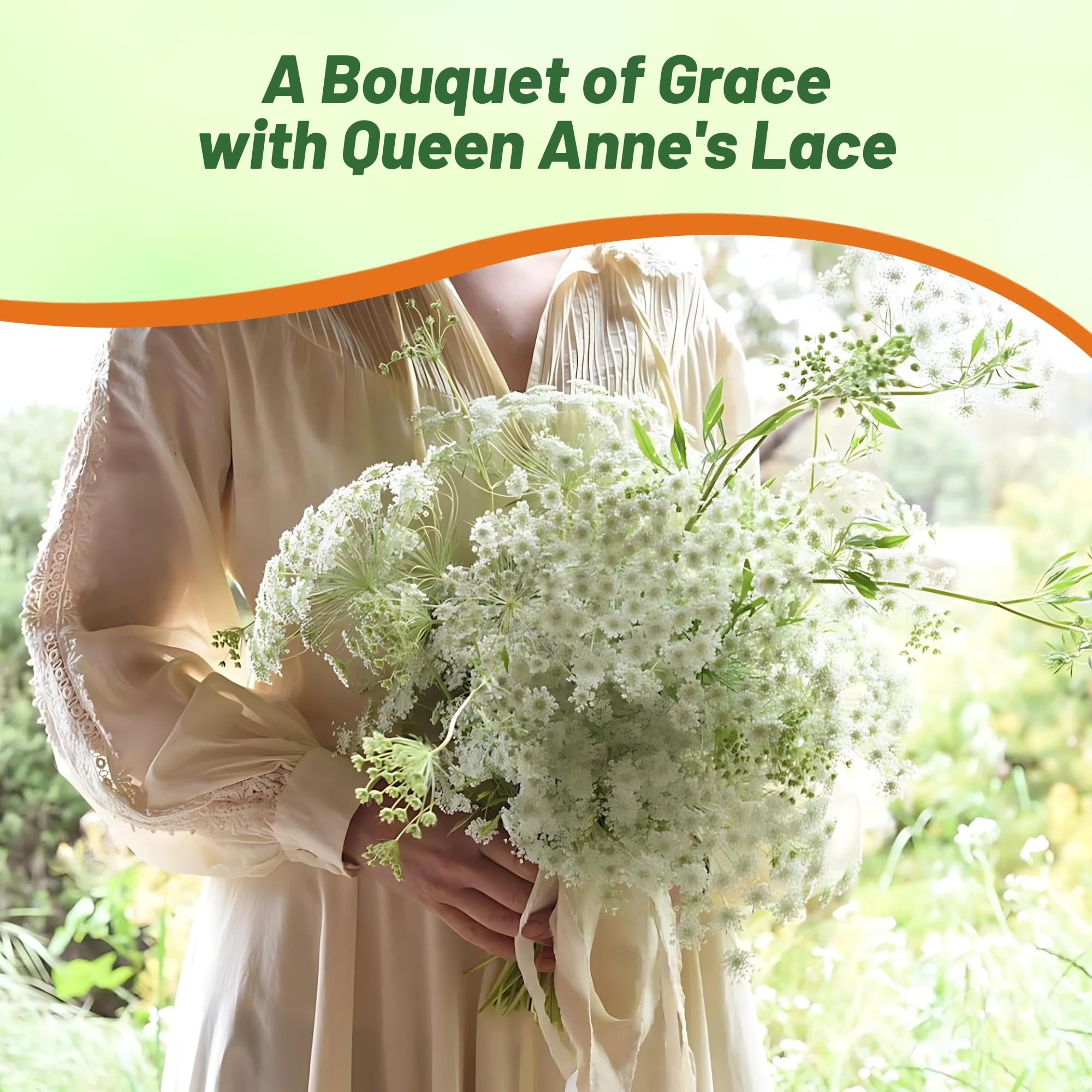 Outsidepride Ammi Majus Bishop's Flower Seeds - 1/4 Lb. Annual, Drought Tolerant, Easy to Grow Queen Anne’s White Lace Flower Seeds for Pollinator Gardens, Elegant Borders & Cut Flowers