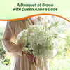 Outsidepride Ammi Majus Bishop's Flower Seeds - 1/4 Lb. Annual, Drought Tolerant, Easy to Grow Queen Anne’s White Lace Flower Seeds for Pollinator Gardens, Elegant Borders & Cut Flowers