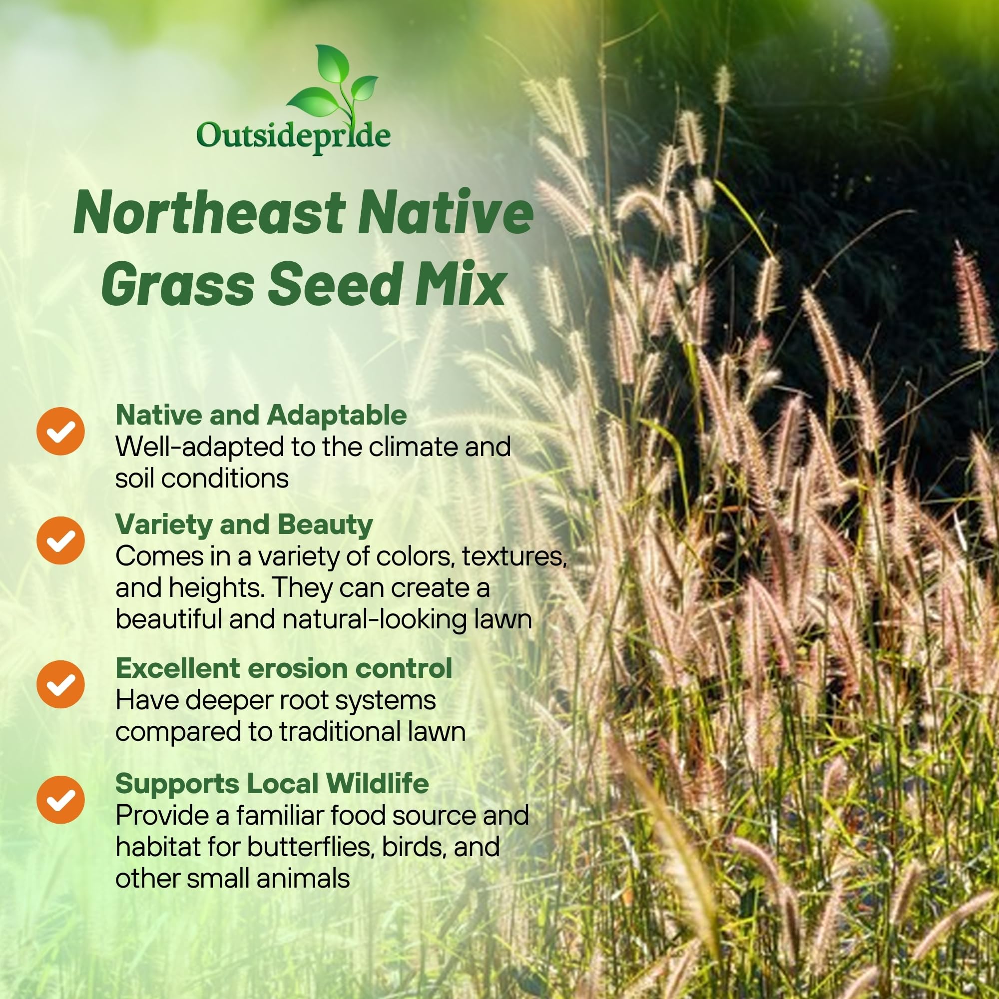 Outsidepride Perennial Northeast Native Grass Seed Mix - 1 lb. Cold & Drought-Tolerant Warm & Cool Season Prairie Grass Seeds for Xeriscaping, Erosion Control, Wildlife Support, & Pollinator Habitats