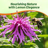 Outsidepride Lemon Bee Balm Seeds - 5000 Pcs Annual, Easy to Grow & Pollinator Friendly Monarda Citriodora Flower Seeds for Planting Fragrant Lavender Pink Blooms, Ideal for Teas & Potpourri