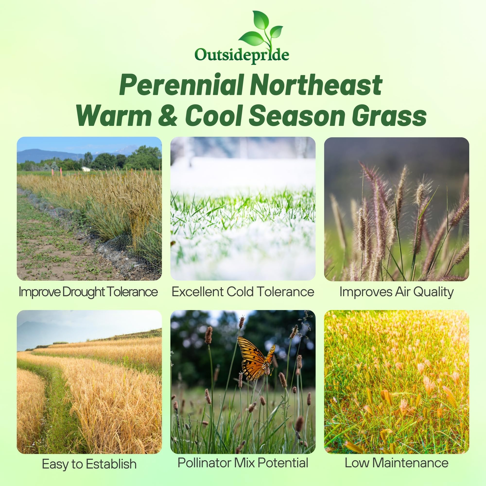 Outsidepride Perennial Northeast Native Grass Seed Mix - 1 lb. Cold & Drought-Tolerant Warm & Cool Season Prairie Grass Seeds for Xeriscaping, Erosion Control, Wildlife Support, & Pollinator Habitats