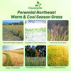 Outsidepride Perennial Northeast Native Grass Seed Mix - 1 lb. Cold & Drought-Tolerant Warm & Cool Season Prairie Grass Seeds for Xeriscaping, Erosion Control, Wildlife Support, & Pollinator Habitats