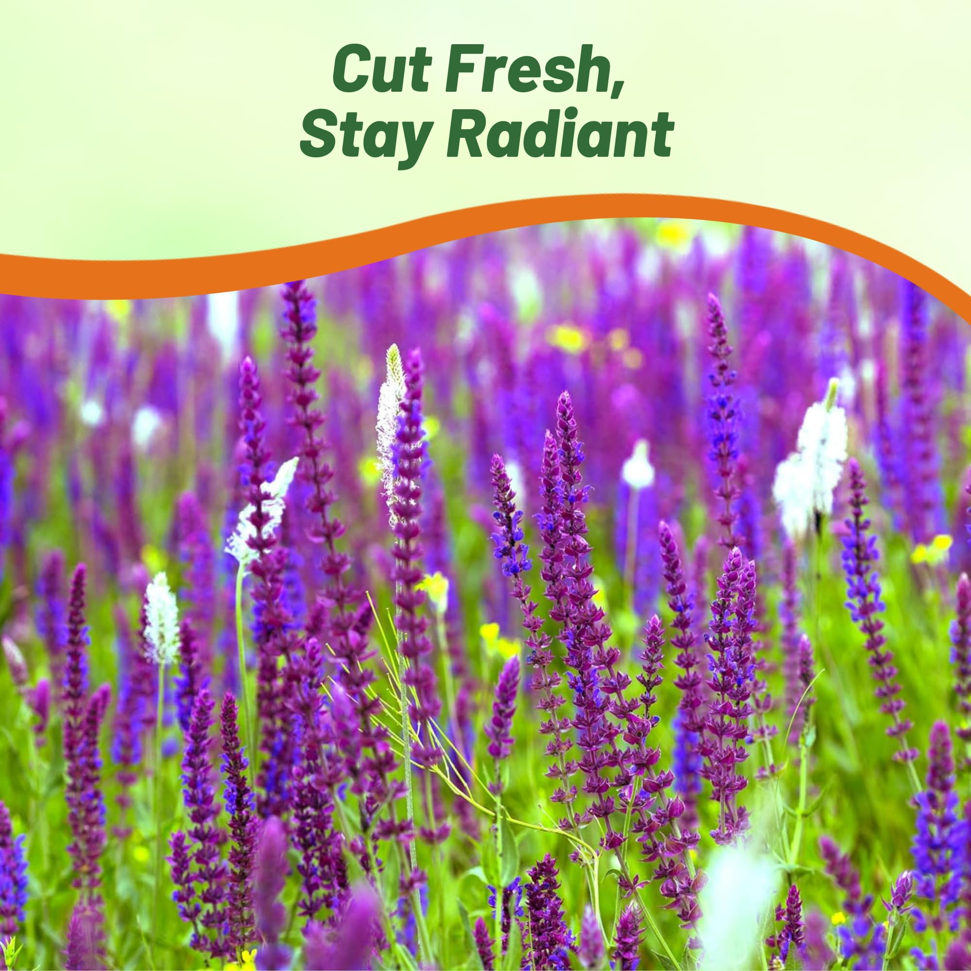 Outsidepride Sage Seeds - 1 lb. Perennial, Easy to Grow, Drought-Tolerant & Versatile Herb Seeds for Planting Aromatic & Vibrant Prickly Mauve Blooms, Great for Xeriscaping & Pollinator Gardens