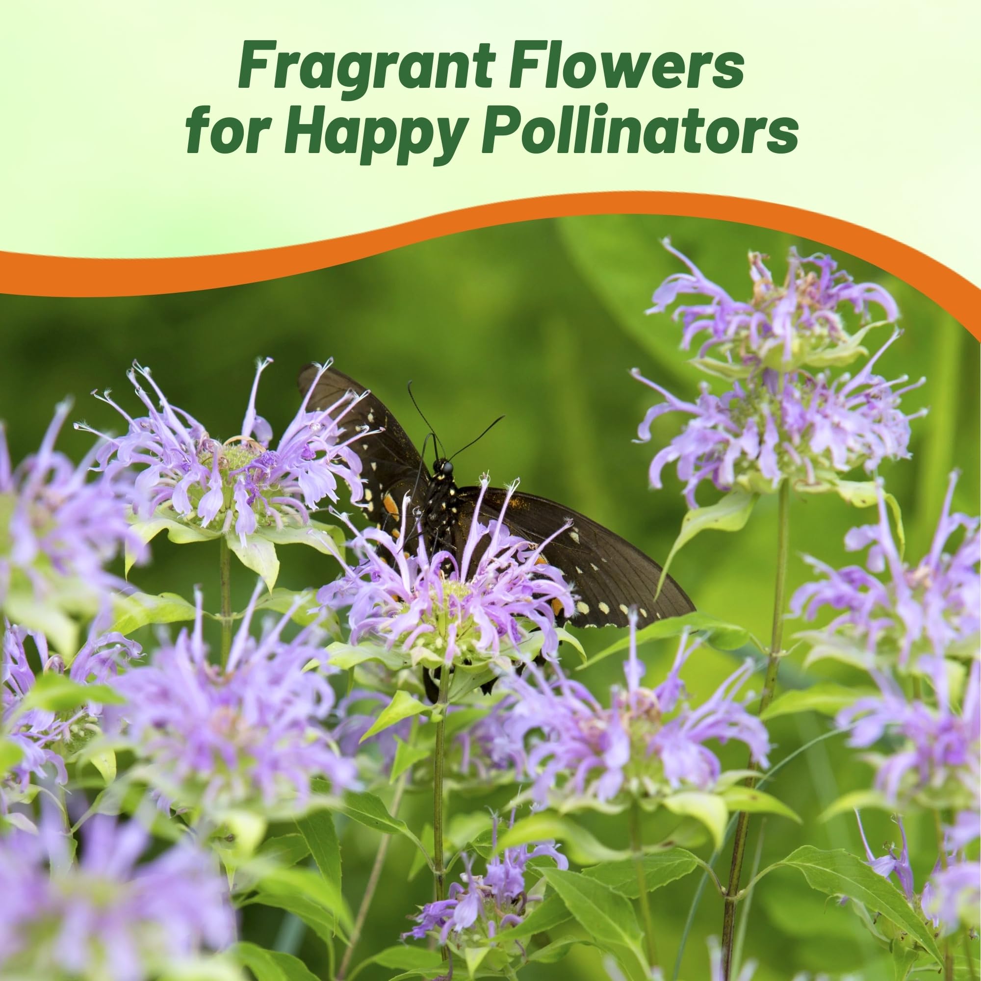 Outsidepride Wild Bergamot Seeds - 1000 Pcs Perennial, Easy to Grow & Pollinator Friendly Monarda Fistulosa Flower Seeds for Planting Aromatic Leaves & Edible Blooms, Ideal for Teas & Potpourri