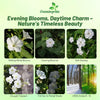 Outsidepride White Four O'clock Flower Seeds - 1/4 lb Perennial Fragrant, Trumpet-Shaped Blooms, Deer-Proof & Easy to Grow, for Pollinator & Evening Gardens, Containers, Hedges, or Borders