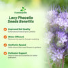 Outsidepride Lacy Phacelia Seeds for Planting - 1 Lb. Annual, Drought-Tolerant Wildflower Seeds with Light Violet Flowers, Ideal for Pollinator Gardens, Erosion Control, & Attracts Bees & Butterflies